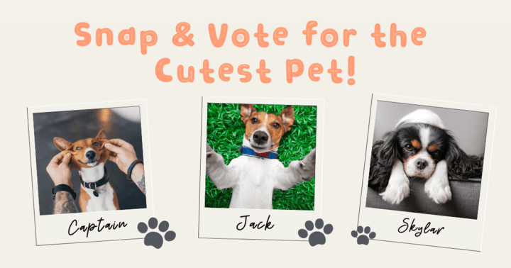 Photo Voting Contest Template – Collect Submissions & Let Fans Vote